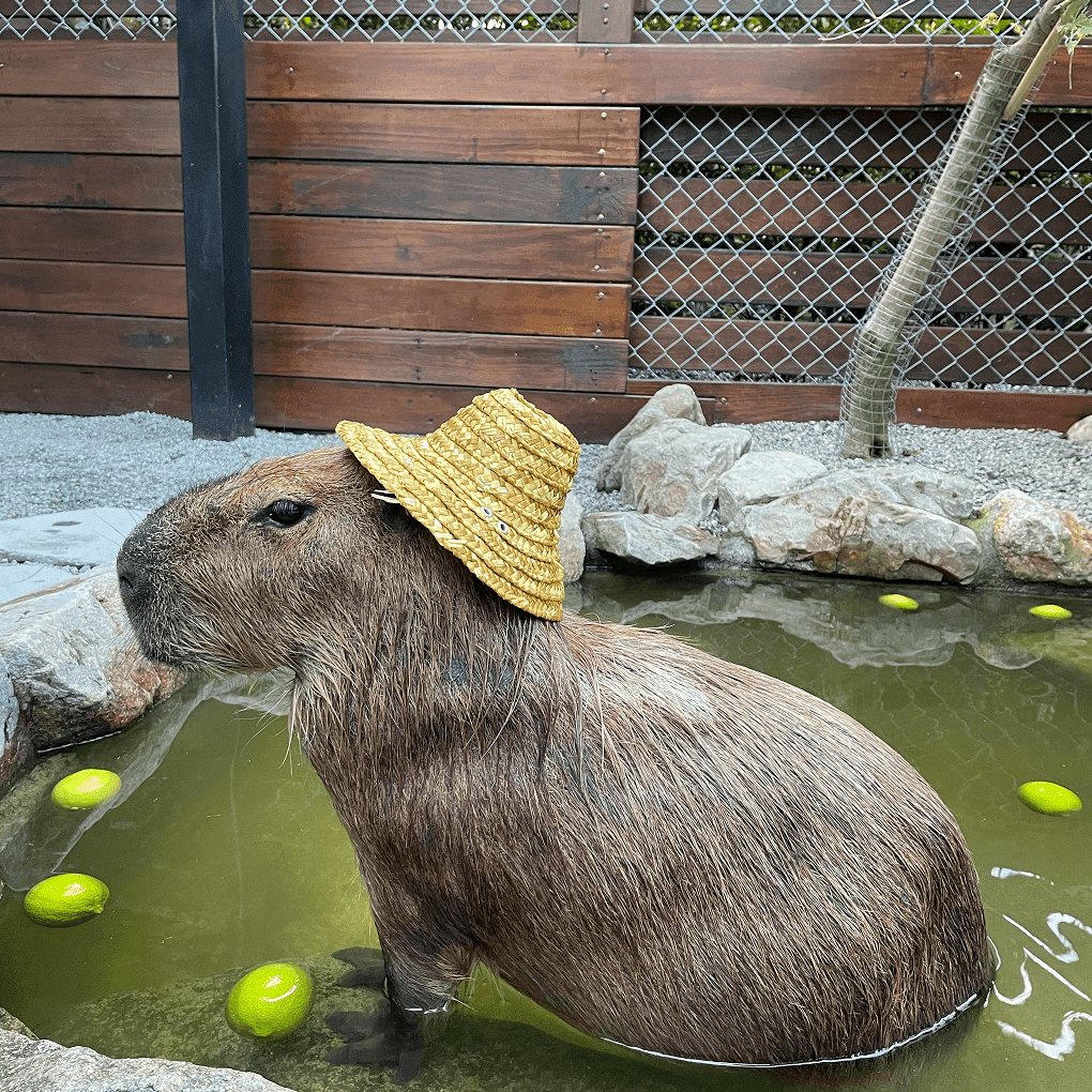 CAPIVARA