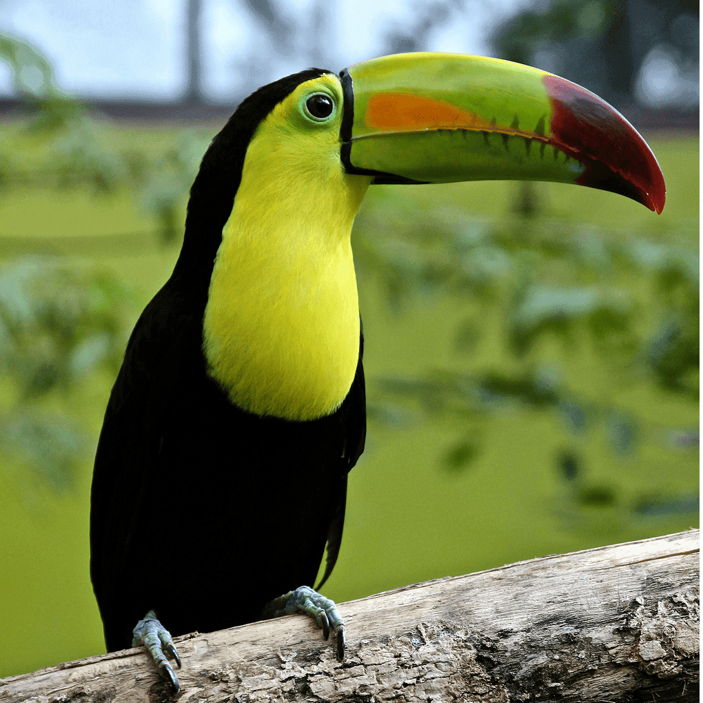 TUCANO